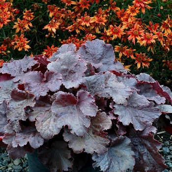 Heuchera (Coral Bells) - Northern Exposure™ 'Black'