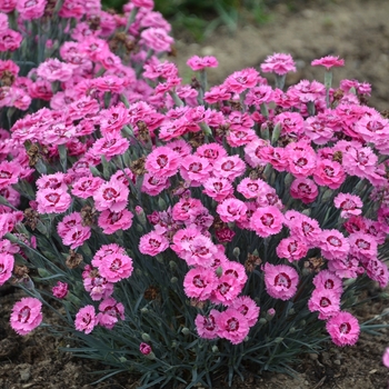 Dianthus 'Cute as a Button' (China Pinks, Cheddar Pinks) - Pretty Poppers™ Cute as a Button