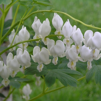 Dicentra spectabilis 'Alba' - White Bleeding Heart