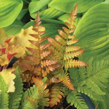 Dryopteris erythrosora 'Brilliance' - Autumn Fern