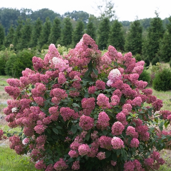 Hydrangea paniculata - Fire Light®