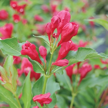 Weigela florida - Sonic Bloom® Red