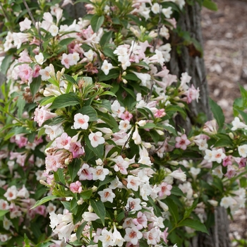 Weigela florida 'Sonic Bloom Pearl' - Weigela
