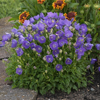 Campanula carpatica 'Deep Pearl Blue' - Bellflower