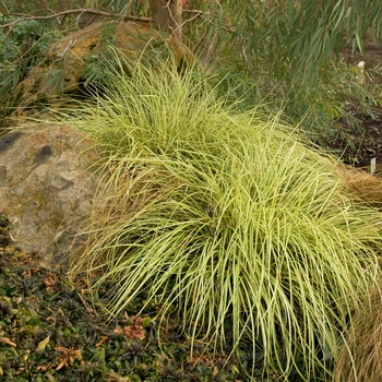 Carex oshimensis - 'Evergold'