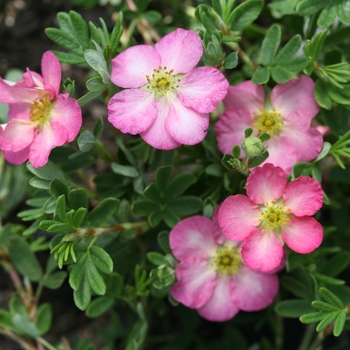 Potentilla fruticosa 'SMNPPS' PP30710, CBR6517 - Happy Face Hearts® 