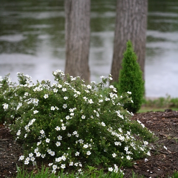 Potentilla fruticosa - Happy Face® White