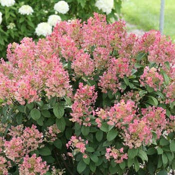 Hydrangea paniculata - Little Quick Fire®