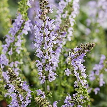 Salvia nemorosa (Meadow Sage) - Color Spires® 'Crystal Blue'