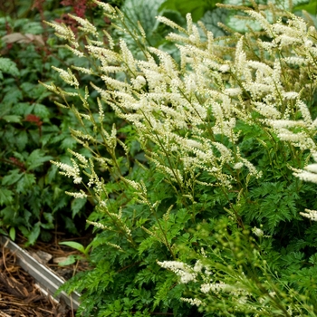 Aruncus aethusifolius - Dwarf Goat's Beard