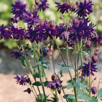 Aquilegia vulgaris 'Blue Barlow' (Columbine) - Blue Barlow Columbine