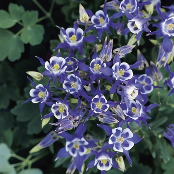 Aquilegia vulgaris 'Winky Blue and White' (Columbine) - Winky Blue and WhiteColumbine