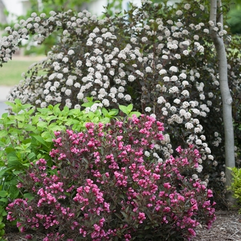 Physocarpus opulifolius - Summer Wine®