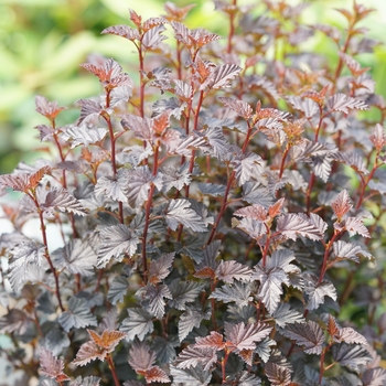 Physocarpus o. 'SMNPMS' PP30232, Can PBRAF - Summer Wine® Black Ninebark