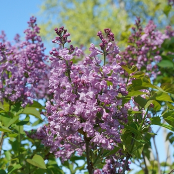 Syringa x hyacinthiflora - Scentara® Double Blue