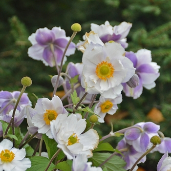 Anemone 'Dreaming Swan' (Japanese Anemone) - Dreaming Swan Japanese Anemone