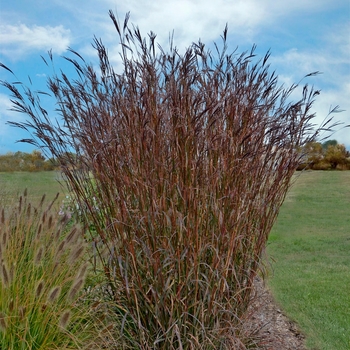 Andropogon gerardii 'Indian Warrior' - Big Bluestem Grass