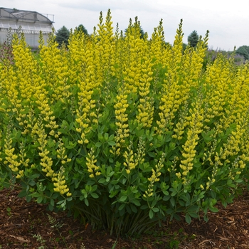 Baptisia 'American Goldfinch' - False Indigo