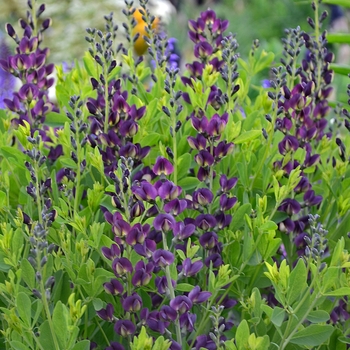 Baptisia 'Grape Taffy; - Baptisia