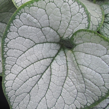 Brunnera macrophylla 'Silver Heart' - Silver Heart Brunnera