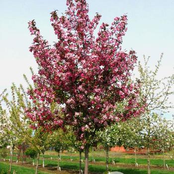 Malus x moerlandsii - 'Profusion'