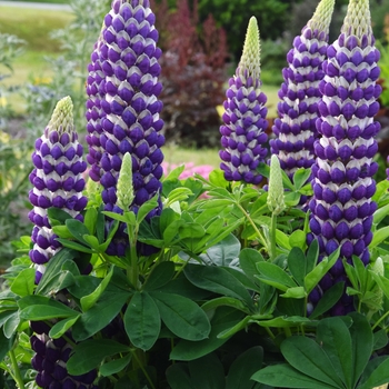Lupinus polyphyllus 'Blacksmith' PPAF (Lupine) - Westcountry™ Blacksmith