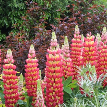 Lupinus polyphyllus (Lupine) - Westcountry™ 'Tequila Flame'