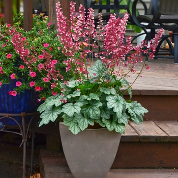 Heuchera - 'Berry Timeless' Coral Bells