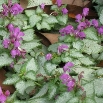 Lamium maculatum - Red Nancy Spotted Deadnettle