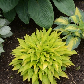 Hosta 'Munchkin Fire' (Hosta, Plantain Lily) - Munchkin Fire Hosta, Plantain Lily