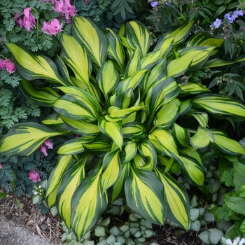 Hosta 'Rainbow's End' - Hosta, Plantain Lily