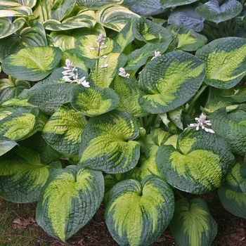 Hosta - 'Brother Stefan' Hosta, Plantain Lily