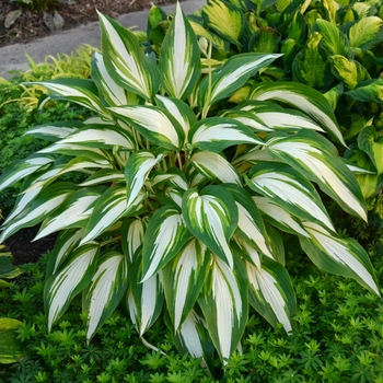 Hosta ''Cool as a Cucumber'' (Hosta, Plantain Lily) - Cool as a Cucumber Hosta, Plantain Lily