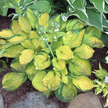 Hosta 'Rainforest Sunrise' (Hosta, Plantain Lily) - Rainforest Sunrise Hosta, Plantain Lily