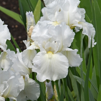 Iris germanica 'Immortality' (Bearded Iris) - Immortality Bearded Iris