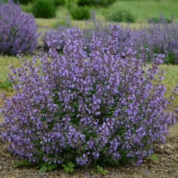 Nepeta x faassenii 'Kitten Around' (Catmint) - Kitten Around Catmint