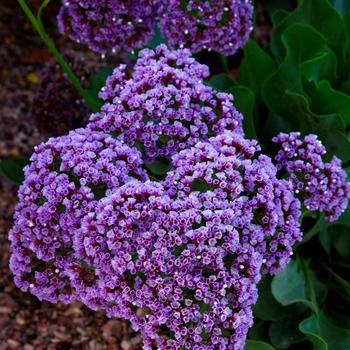 Limonium latifolium - Sea Lavender