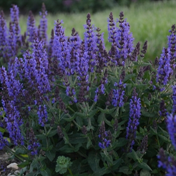 Salvia nemorosa - 'Bumbleblue'