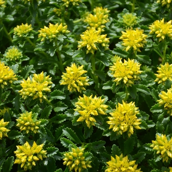 Sedum hybrid - 'Little Miss Sunshine'
