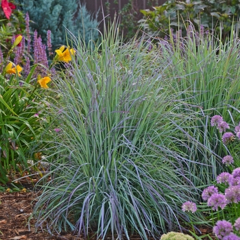 Schizachyrium scoparium 'Twilight Zone' - Twilight Zone Little Bluestem