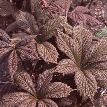 Rodgersia pinnata 'Chocolate Wing' - Featherleaf Rodgersia