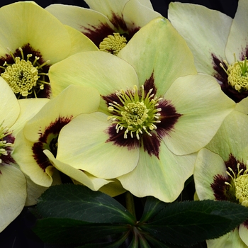 Helleborus hybrid - Honeymoon® 'Spanish Flare' 