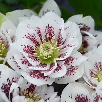 Helleborus x - Wedding Party™ 'Confetti Cake'