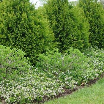 Aronia melanocarpa 'UCONNAM012' PP31821 - Ground Hug® Chokeberry