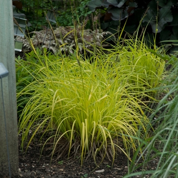 Carex elata - 'Bowles Golden' Gold Sedge