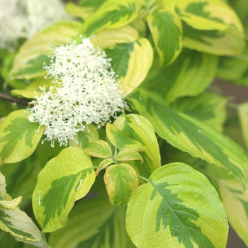 Cornus alternifolia 'Golden Shadows' - Variegated Dogwood