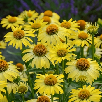 Echinacea 'Cleopatra' - Coneflower