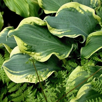 Hosta hybrid - Shadowland® Wheee!'