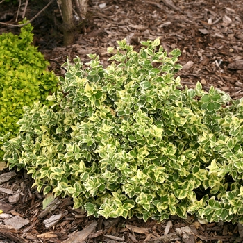 Euonymus fortunei - White Album®