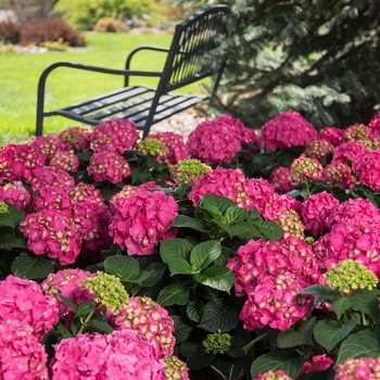 Bigleaf Hydrangea - 'Summer Crush®' 